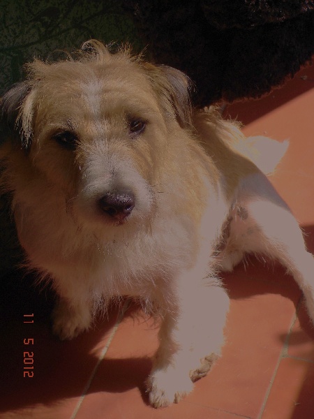 Les Jack Russell Terrier de l'affixe Des Mysteres Au Coeur Tendre
