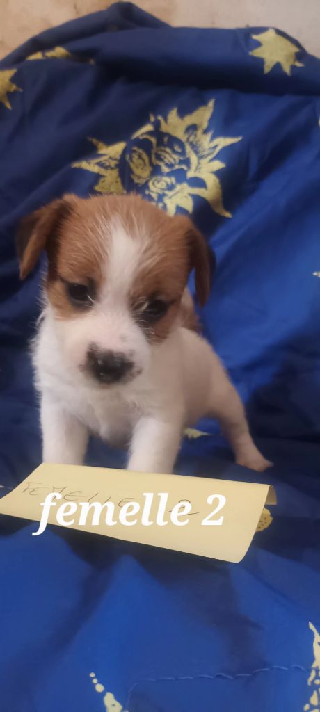 Des Mysteres Au Coeur Tendre - Chiot disponible  - Jack Russell Terrier
