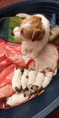 Des Mysteres Au Coeur Tendre - Jack Russell Terrier - Portée née le 27/05/2023