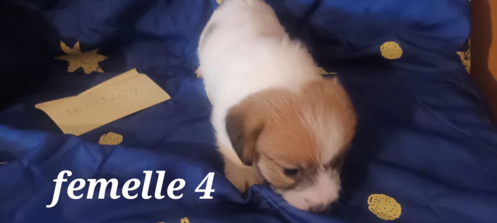 Des Mysteres Au Coeur Tendre - Chiot disponible  - Jack Russell Terrier