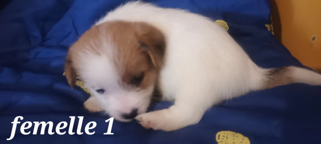 Des Mysteres Au Coeur Tendre - Available Puppies - Jack Russell Terrier
