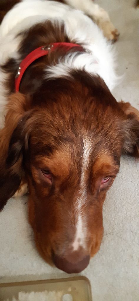 Romeo golden dream sologne hunter's