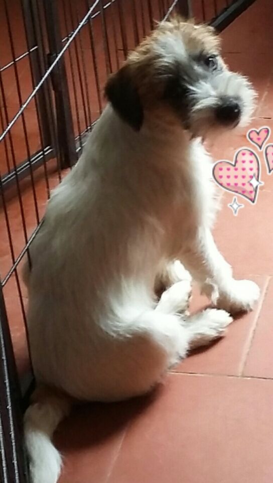 Pirate'heart spy Des Gerveilles