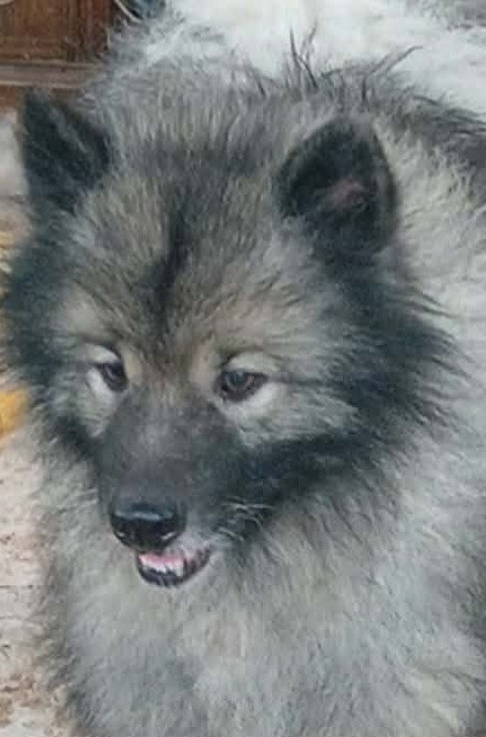 Marie Dog's RICCO ANGELO DI BELLEZZA