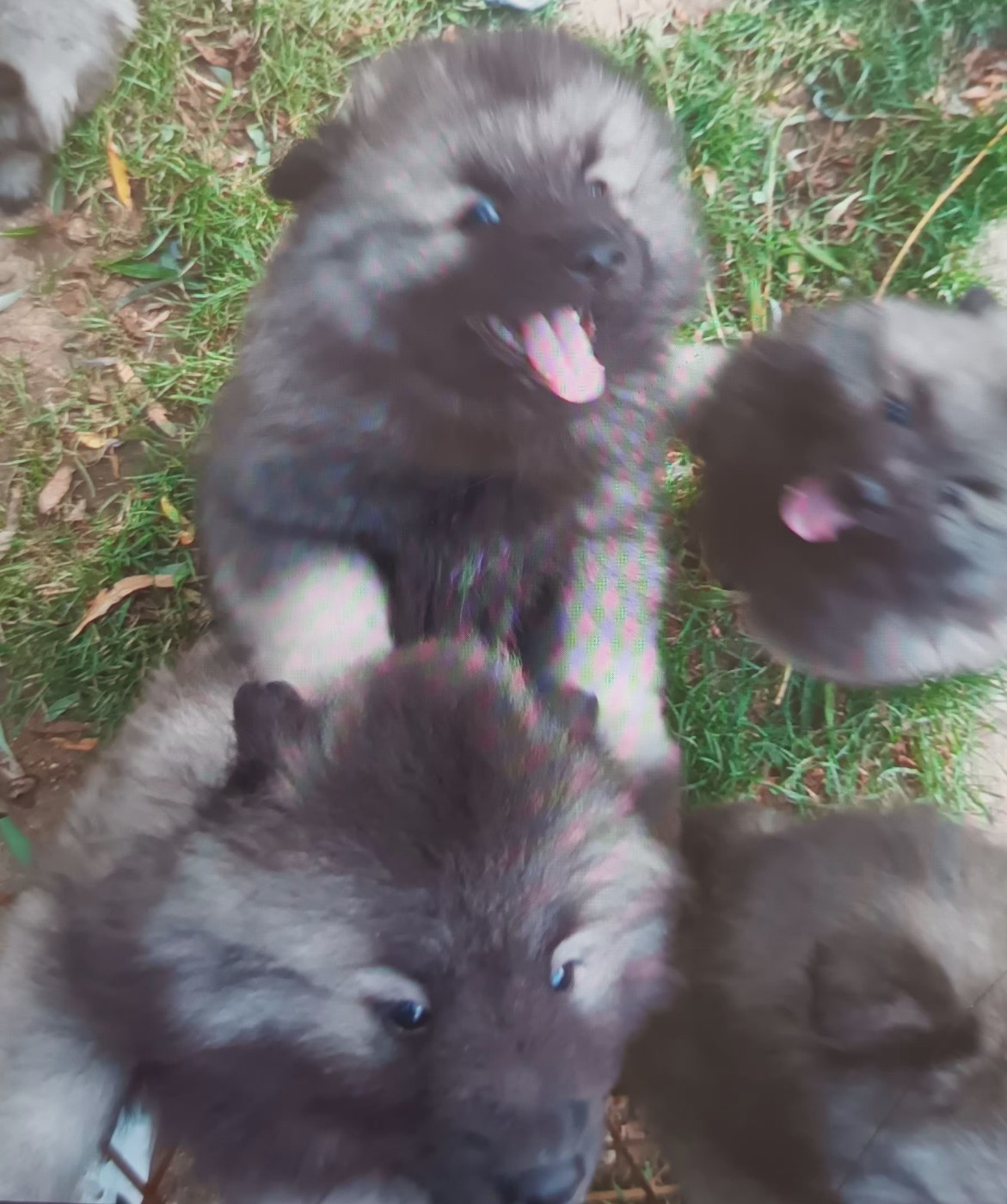 Naissances SPITZ LOUP