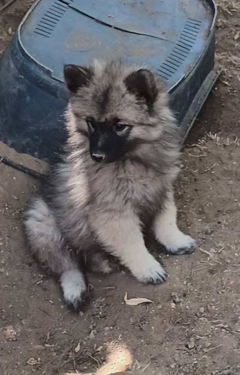 Naissances SPITZ LOUP