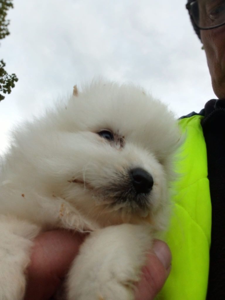 Des Mysteres Au Coeur Tendre - 3 petites boules blanches sont arrivées 