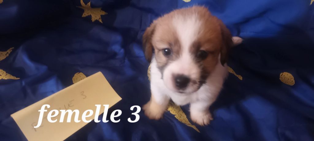 Des Mysteres Au Coeur Tendre - Chiots disponibles - Jack Russell Terrier