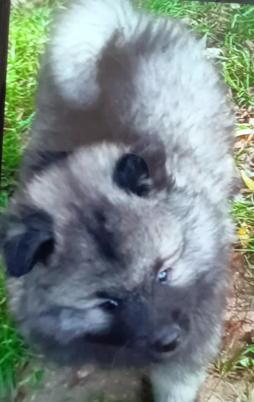 Des Mysteres Au Coeur Tendre - Chiots disponibles - Spitz allemand