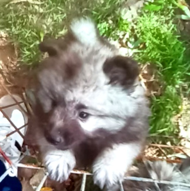Des Mysteres Au Coeur Tendre - Chiots disponibles - Spitz allemand