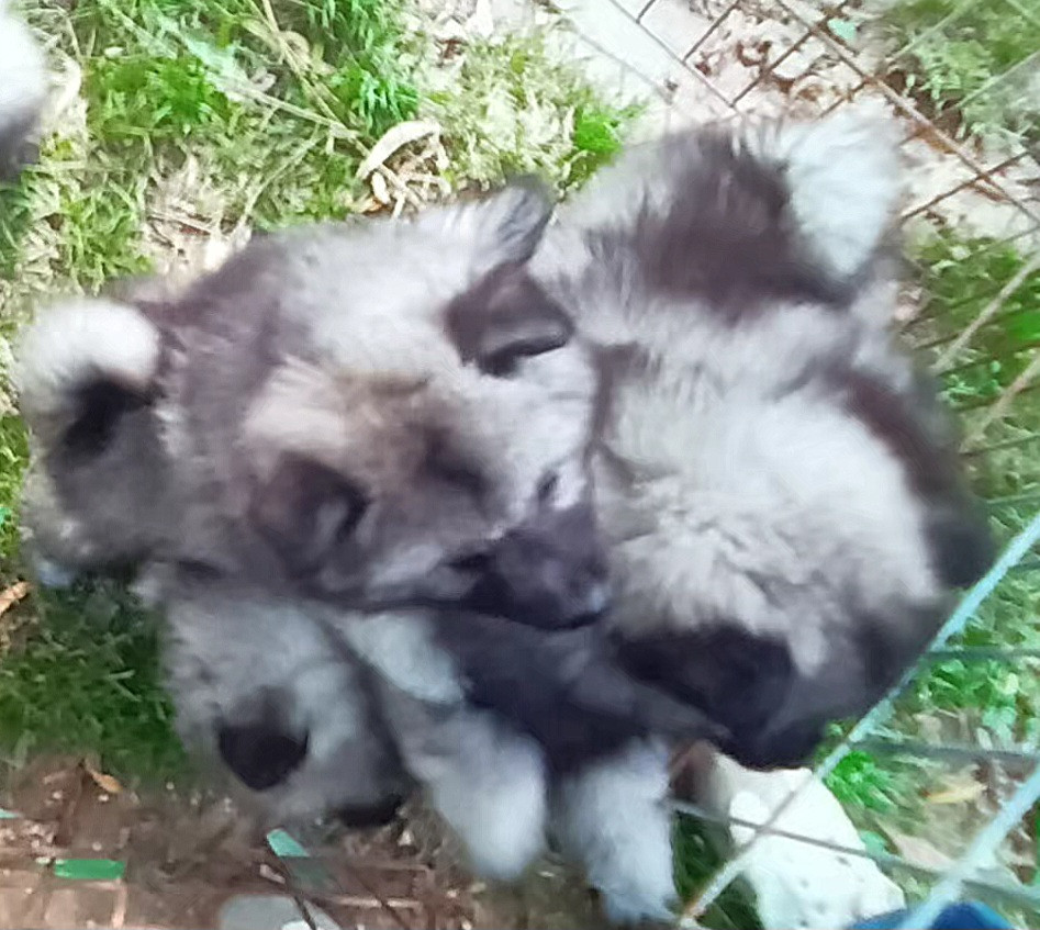 Des Mysteres Au Coeur Tendre - Chiots disponibles - Spitz allemand