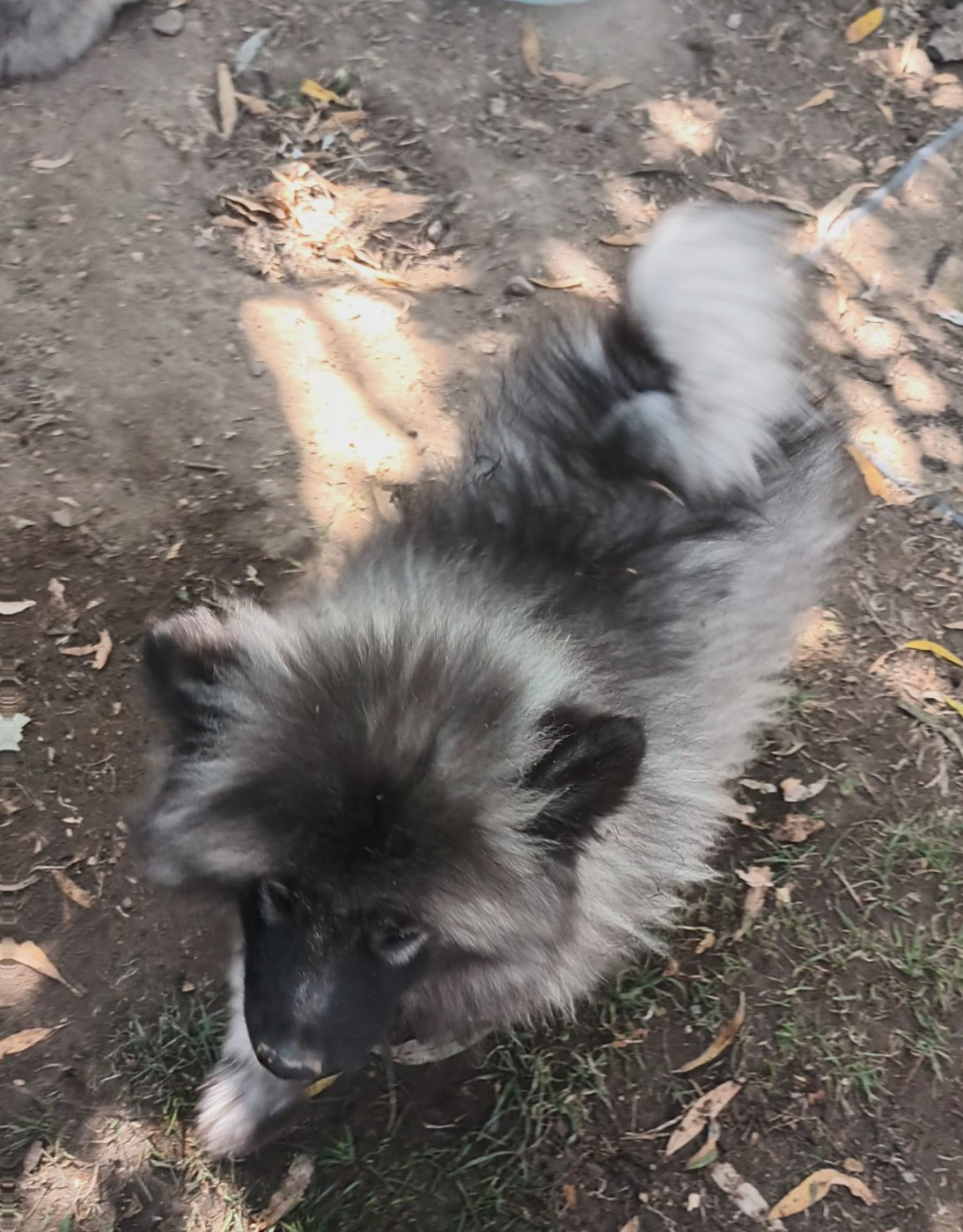 Des Mysteres Au Coeur Tendre - Chiots disponibles - Spitz allemand