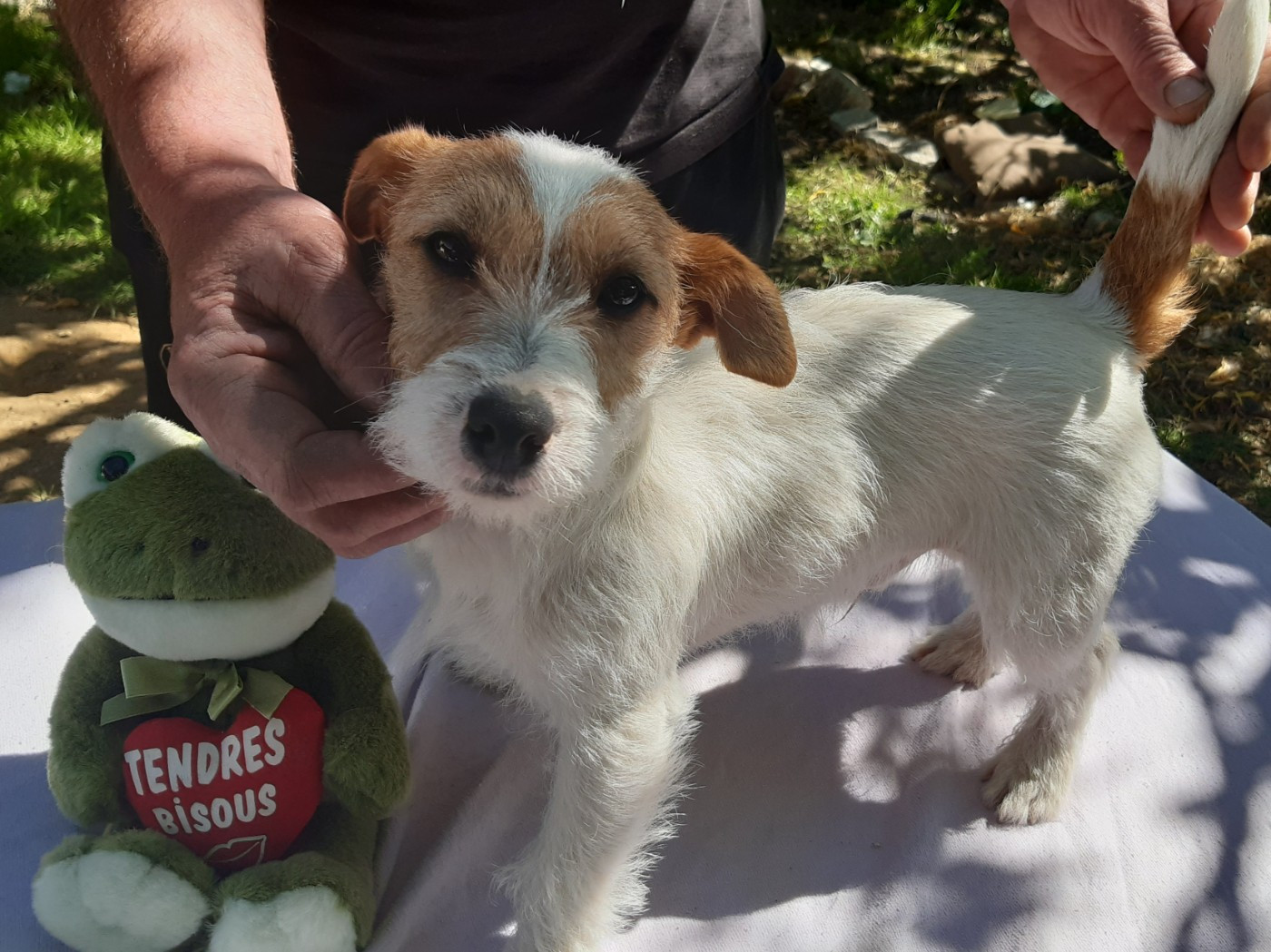 Des Mysteres Au Coeur Tendre - Jack Russell Terrier - Portée née le 01/12/2025