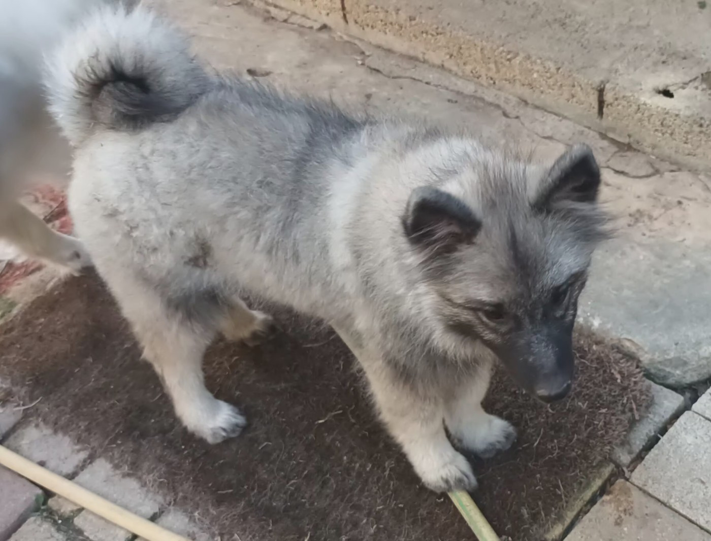 Des Mysteres Au Coeur Tendre - Chiots disponibles - Spitz allemand