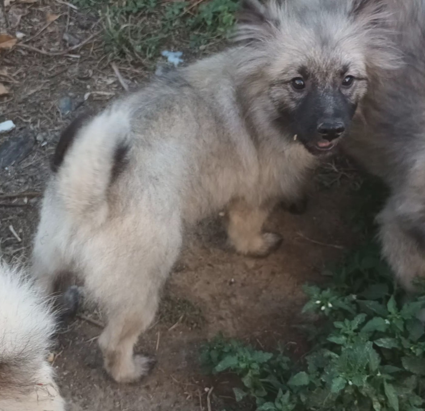 Des Mysteres Au Coeur Tendre - Chiots disponibles - Spitz allemand