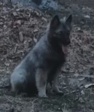 Des Mysteres Au Coeur Tendre - Chiots disponibles - Spitz allemand