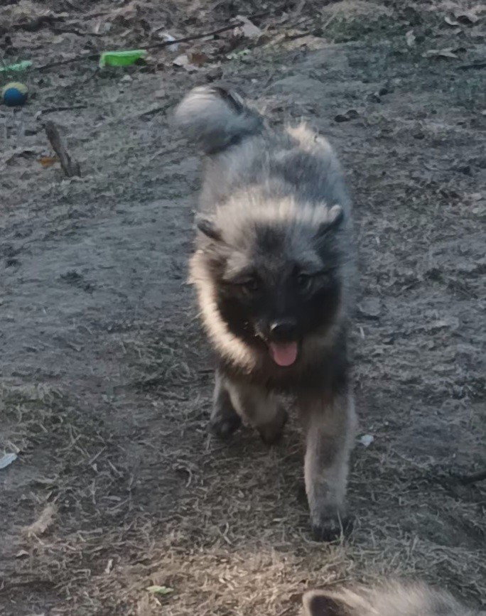 Des Mysteres Au Coeur Tendre - Chiots disponibles - Spitz allemand