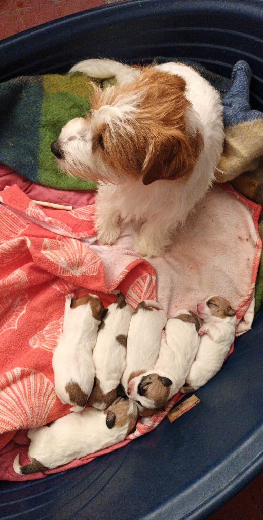 Chiot Jack Russell Terrier Des Mysteres Au Coeur Tendre