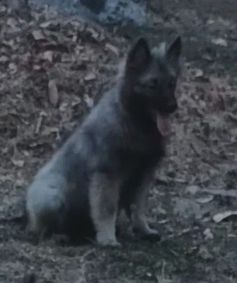 BOOMER SPITZ LOUP